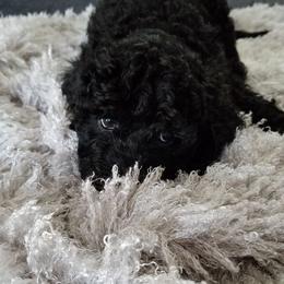 Poodle Puppies from A &A Pinedale Woods Standard Poodles