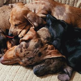 Dachshund Puppies from Blue Mist Dachshunds