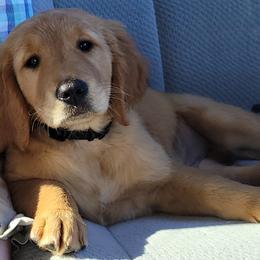 Boy 3 black collar - Golden Golden Retriever puppy in Brush Prairie, Washington from Paradise Peaks