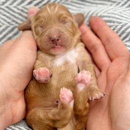Surfer - Apricot male Goldendoodle puppy in Queen Creek, Arizona from Goldendoodle AZ