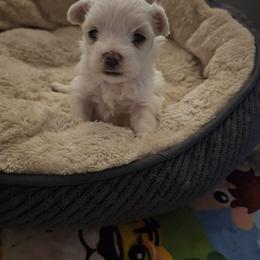 Maltese Puppies from PBJ Farms
