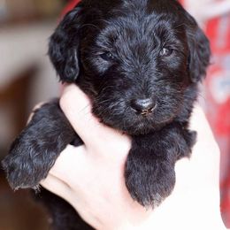 Goldendoodle and Labradoodle Puppies from Dunedoodles