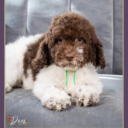 Luca - Brown and white male Cockapoo puppy in Connersville, Indiana from Deaz Doodle Ranch