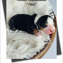 Miss.Pink - Tri-color female Bernedoodle puppy in Lowville, New York from DM Hilltop FURfamily