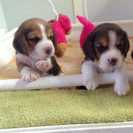 Beagle Puppies from Bridgehill Beagles