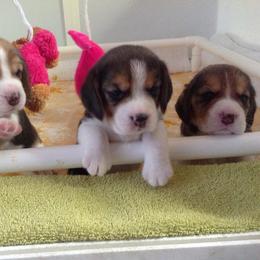 Beagle Puppies from Bridgehill Beagles