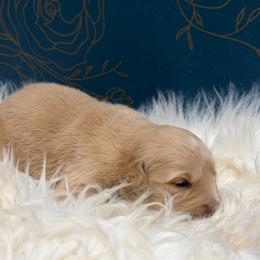 Hoagie - Golden male Golden Retriever puppy in Oak Hill, Florida from Swingin T Ranch LLC