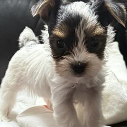 Pascal AKC - Parti male Yorkshire Terrier puppy in Labelle, Florida from Chocolate and Parti Yorkies in Florida