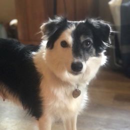 Bella - Border Collie