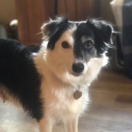 Bella - Border Collie