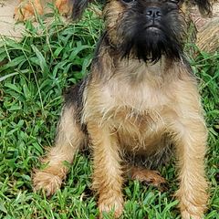 Kaylee - Belge female Brussels Griffon puppy in Nc, Florida from Brusseluv2