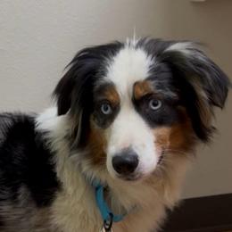 Piper - Blue merle female Miniature Australian Shepherd puppy in Pueblo West, Colorado from Bear River Ranch LLC