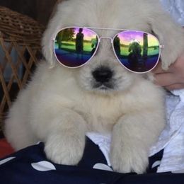 Golden Retriever Puppies from Rockinbfarms