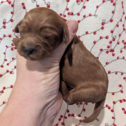 Jo - Red female Cavapoo puppy in Placerville, California from Quartz Mountain Doodles