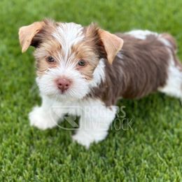 Stroud - Chocolate, tan and white Yorkshire Terrier puppy in Laveen, Arizona from Rogers Family Yorkies