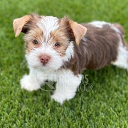 Stroud - Chocolate, tan and white Yorkshire Terrier puppy in Laveen, Arizona from Rogers Family Yorkies