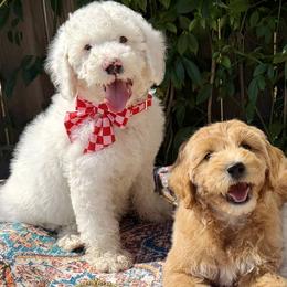 Bernedoodles, Double Doodles, Goldendoodles, and Labradoodles from Delta Doodless