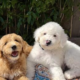 Bernedoodles, Double Doodles, Goldendoodles, and Labradoodles from Delta Doodless
