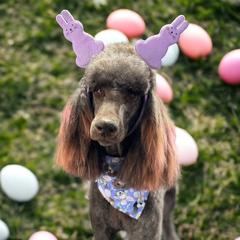 Nala - Poodle