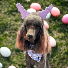 Nala - Poodle
