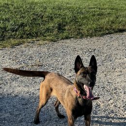 Reason - Belgian Malinois