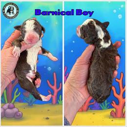 Barnicle Boy - Brown and white male Bernedoodle puppy in Banner Elk, North Carolina from Walnut Tree Bernedoodles