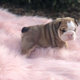 "Dude x Maya" Bulldog Puppies from Wellington Bulldogs