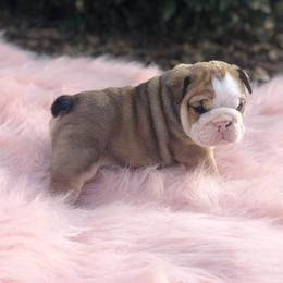 "Dude x Maya" Bulldog Puppies from Wellington Bulldogs