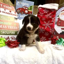 Border Collie and Jack Russell Terrier Puppies from CP FARMS BORDER COLLIES N JACKS CORP