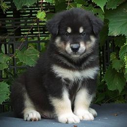 Boyd - Black and white male Alaskan Malamute puppy in Michigan from Warrior’s Legacy Alaskan Malamutes