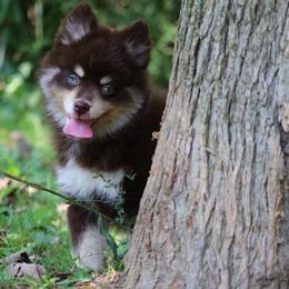 Louise - Chocolate female Pomsky puppy in Junction City, Ohio from JC Pups