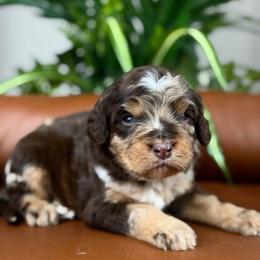 Walker - Merle male Cavapoo puppy in Huntington, West Virginia from McCloud’s Poodles & Doodles