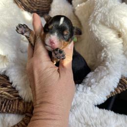 Boy 3 - Tri-color male Bernedoodle puppy in Superior, Arizona from Mountain Bridge Doodles