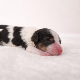 Butterscotch - Tri-color male Bernedoodle puppy in Temecula, California from Country Hills Doodles