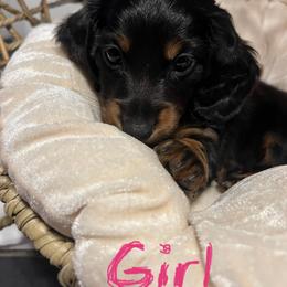 Cookie - Black and tan female Dachshund puppy in Brooksville, Florida from Ween Acres