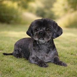 Mary - Shih Tzu