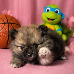 Pomeranian Puppies from Foxx Dior Poms