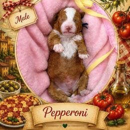 Pepperoni - Red  male Goldendoodle puppy in Miami, Florida from Jade’s Paws & Co. Of Miami LLC