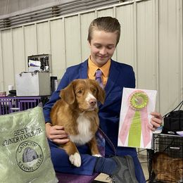 Kori - Nova Scotia Duck Tolling Retriever