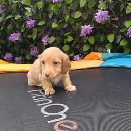 Moonflower - Cream female Dachshund puppy in Bristol, Tennessee from It's Mini Wieners Baby
