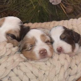 Miniature Australian Shepherds from ARanchin’ Mini Australian Shepherds
