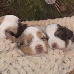 Miniature Australian Shepherds from ARanchin’ Mini Australian Shepherds