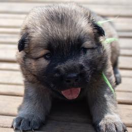 Brooke -  Green Collar - Fawn female Eurasier puppy in Lakewood, Ohio from Exquisite Eurasier