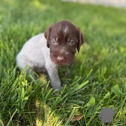 Grey male - Brown and gray male Wirehaired Pointing Griffon puppy in Williston, North Dakota from Little Muddy Griffons