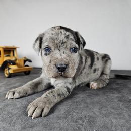 Ryder NALC - Blue merle male Catahoula Leopard Dog puppy in Doerun, Georgia from Twig & Tail Puppies