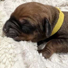 Girl 3 - female Rhodesian Ridgeback puppy in Aubrey, Texas from Bushveld Rhodesian Ridgebacks