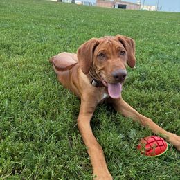 Rhodesian Ridgeback Puppies from River Rock Ridgebacks