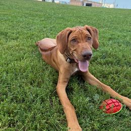 Rhodesian Ridgeback Puppies from River Rock Ridgebacks