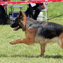 Anna - German Shepherd