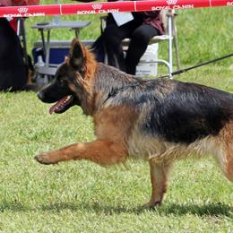 Anna - German Shepherd